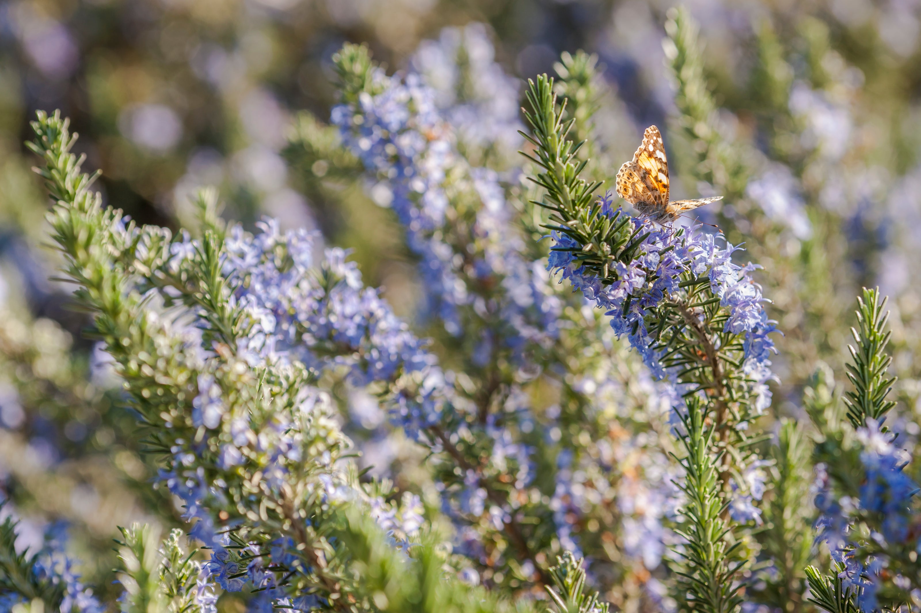 Rosemary blowing in the wind with a butterfly to display Rosemary for beard growth
