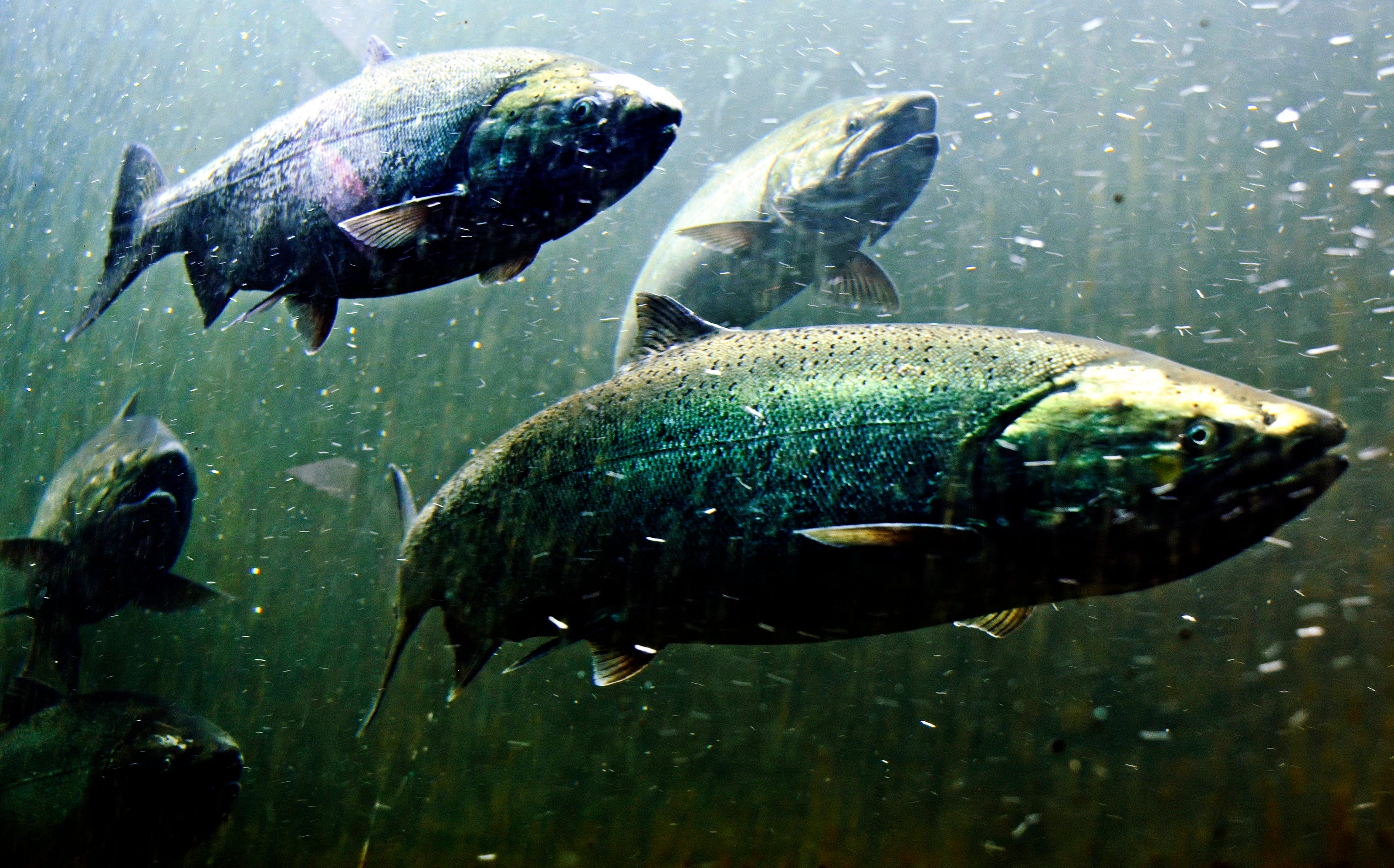 Salmon swimming under water to display biotin